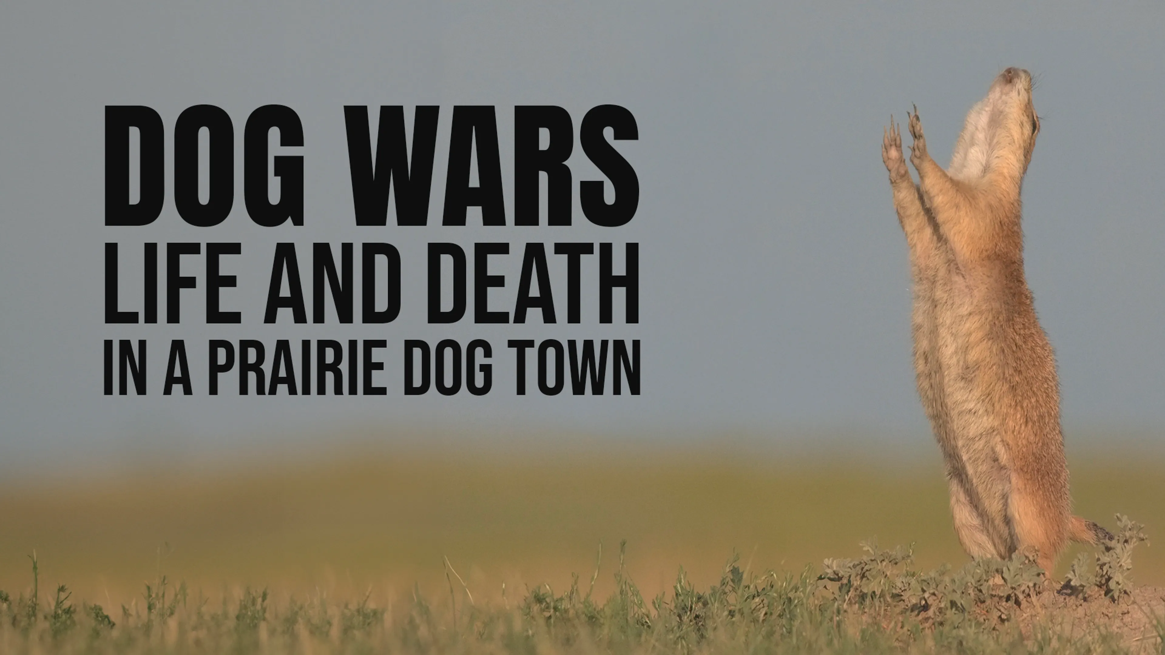 Dog Wars: Life and Death in a Prairie Dog Town poster